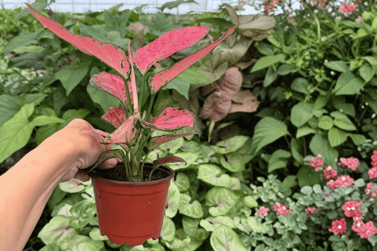 Aglaonema Geely Red - 2 Live Plants in 4-Inch Pots (Geely Red)