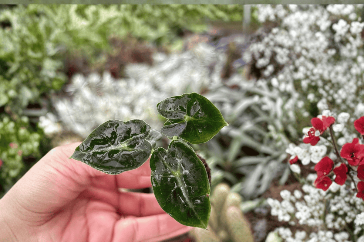 Alocasia Mandalay Starter Plants – 2 Bare Root Alocasia Mandalay