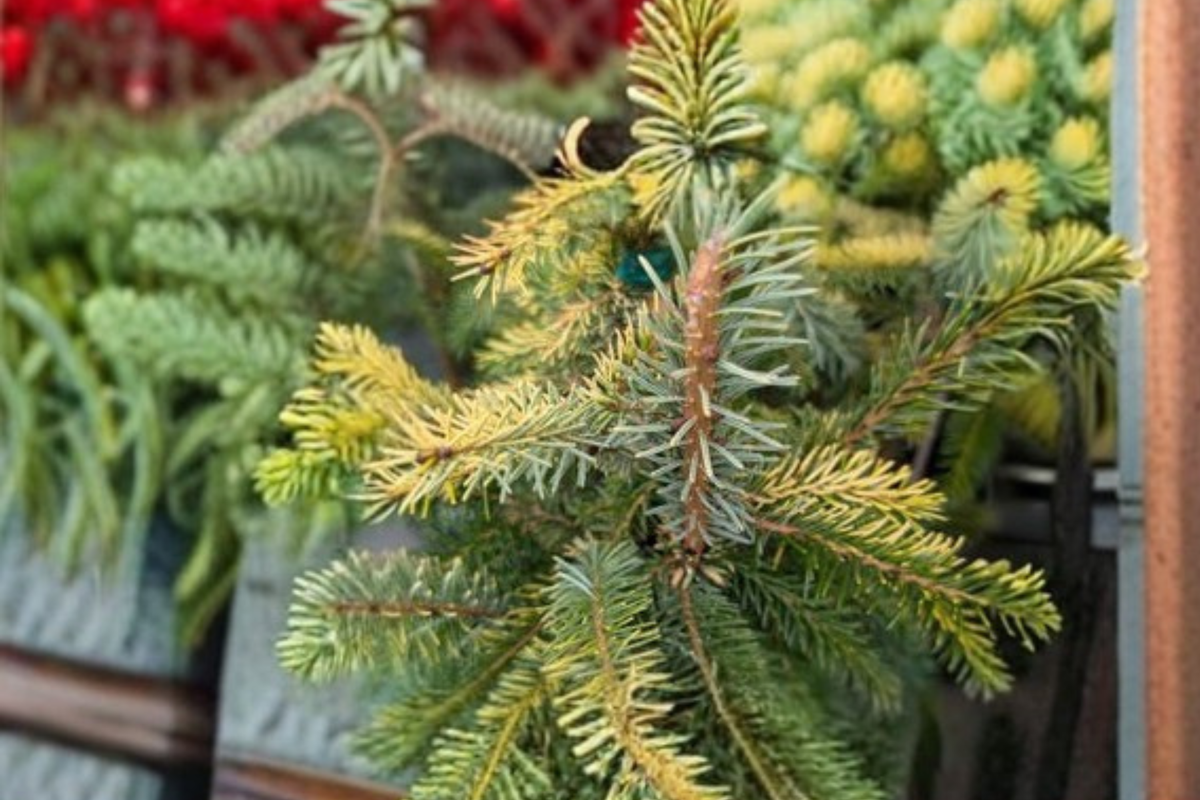 Cobra Norway Spruce Live Plant 1 Gal Pot | Picea abies ‘Cobra’ Weeping Evergreen Conifer