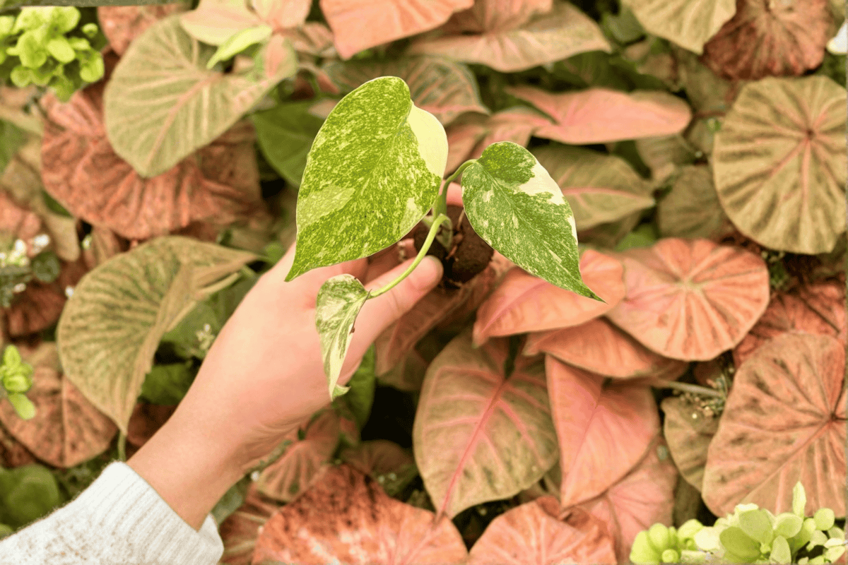 Monstera Legacy Starter Plants - 2 Exact Live Plants in 2" Pots (Not Fully Rooted)