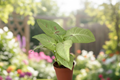 Syngonium Milk Confetti Live Plant - 2 In Pot, Pink Speckled Arrowhead