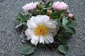 Camellia x ‘Winter’s Cupid’ - 1 Gal Live Plant | Pink Winter-Blooming Evergreen Shrub (Zone 6)