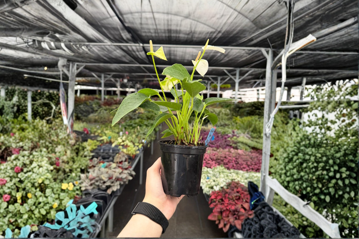 White Bloom Anthurium Live Plants (Anthurium andraeanum) – 2x 4-Inch Pots
