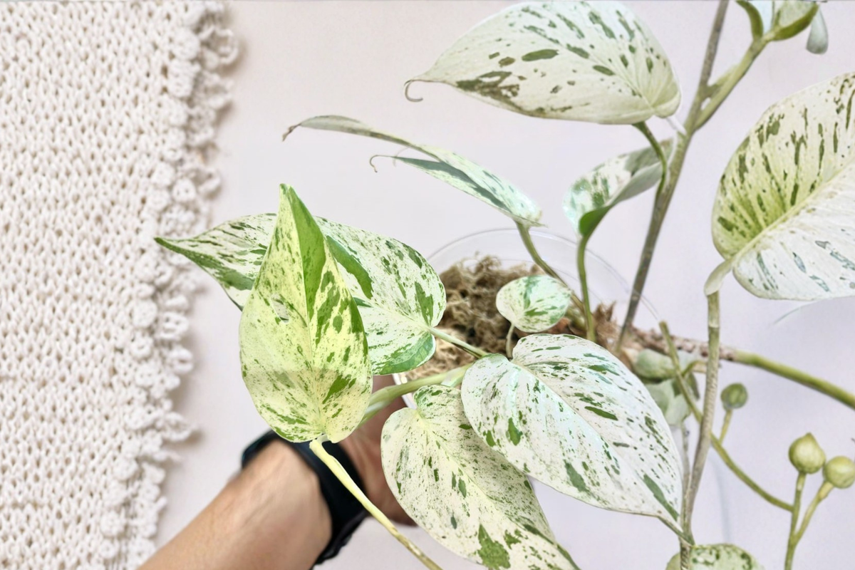 Epipremnum Pinnatum Marble Live Plant – Rooted Variegated Pothos Climbing Houseplant