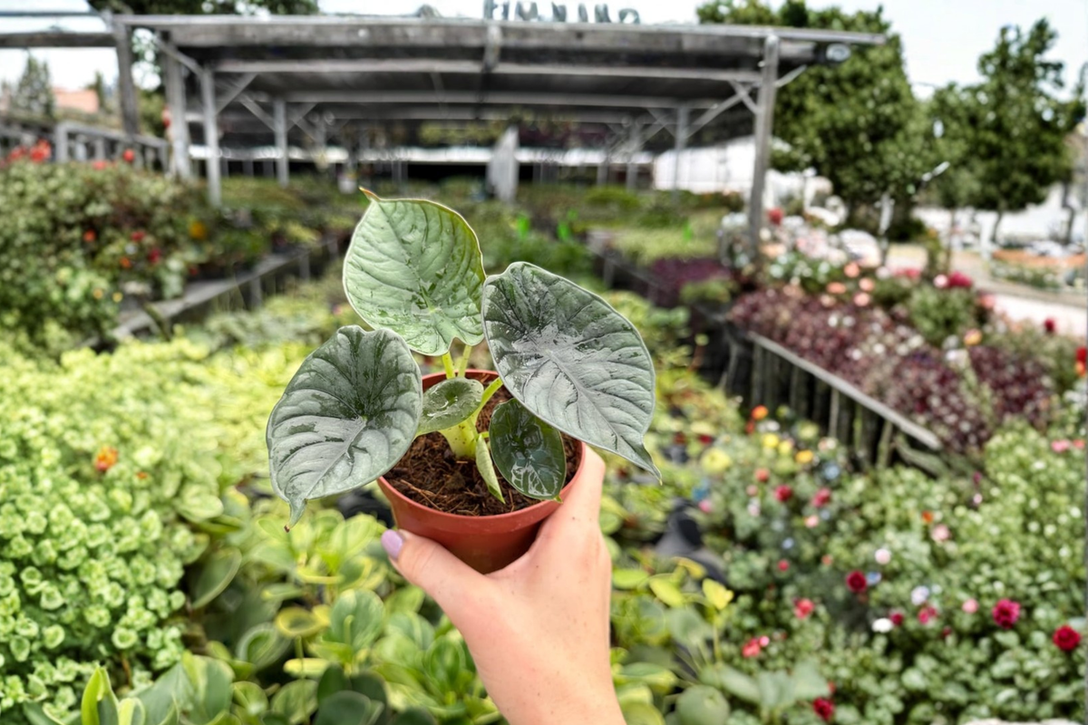 Alocasia Reginae Live Plants - 2 Exact Plants in 4-Inch Pot (Bare-Root Shipping Mentioned)