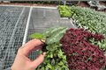 Asarum splendens 'Quicksilver' Starter Plants (2) Bare Root | Chinese Wild Ginger