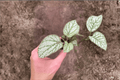Begonia U309 Starter Plants (2) Bare Root – Rare Ornamental Foliage