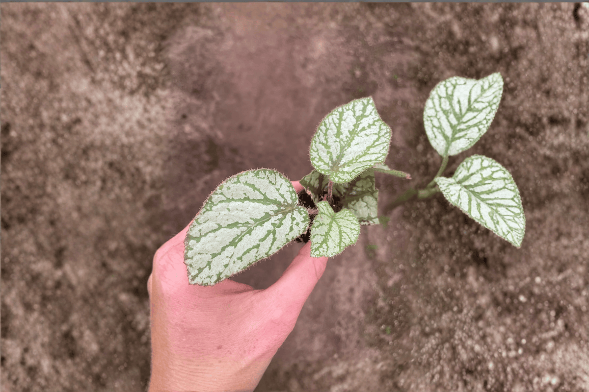 Begonia U309 Starter Plants (2) Bare Root – Rare Ornamental Foliage
