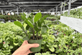 ZZ Plant (Zamioculcas zamiifolia) - 2 Live Plants in 4-Inch Pots