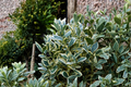 Silver King Euonymus Live Plant 3 Gallon Pot | Euonymus japonicus Variegated Evergreen Shrub