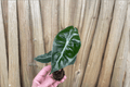 Alocasia Purple Night Starter Plants (2) Bare Root | Rhizomatous Tropical Aroid