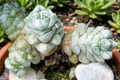 Crassula Deceptor Live Succulent in 2-Inch Pot