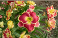 Born to Run Daylily (Hemerocallis ‘Born to Run’) Bare Root - 3 Plants