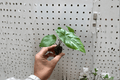 Alocasia 'Corazon' Starter Plants (2) Bare Root - Tropical Foliage
