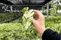 Syngonium Albo Podophyllum Starter Plants (2) – Variegated Arrowhead Plant