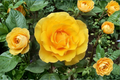 Yellow Rose Seeds - 20 Genus Rosa Flower Seeds for Ornamental Gardens