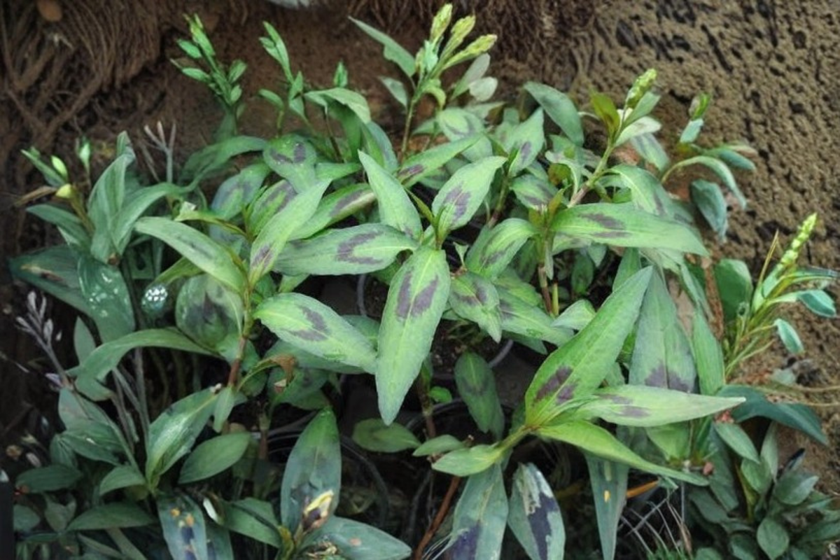 Vietnamese Cilantro (Persicaria odorata) Starter Plants - 3 Live Vietnamese Cilantro