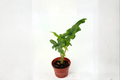 Alocasia Jacklyn Live Plant — Rooted 4-Inch Pot Elephant Ear