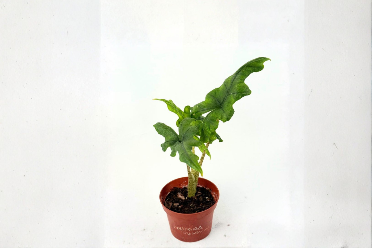 Alocasia Jacklyn Live Plant — Rooted 4-Inch Pot Elephant Ear