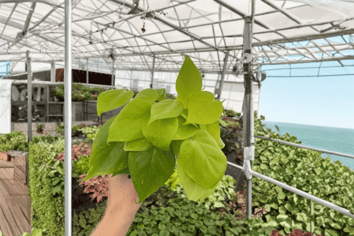Lemon Lime Heartleaf Philodendron Live Plants – 2 in 4-Inch Pots