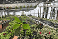 Red Iceton Croton (Codiaeum variegatum) Starter Plants - 2 Live In Soil Pods