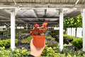 Harmony's Raspberry Beret Live Plants – 2-Pack, 4-Inch Pots