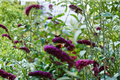 Black Knight Butterfly Bush - Buddleja davidii 'Black Knight' Live Plant (4–6 in)