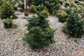 Dwarf Macedonian Fir ‘JK Greece’ – Abies borisii-regis 8" Live Plant in 1 Gallon Pot