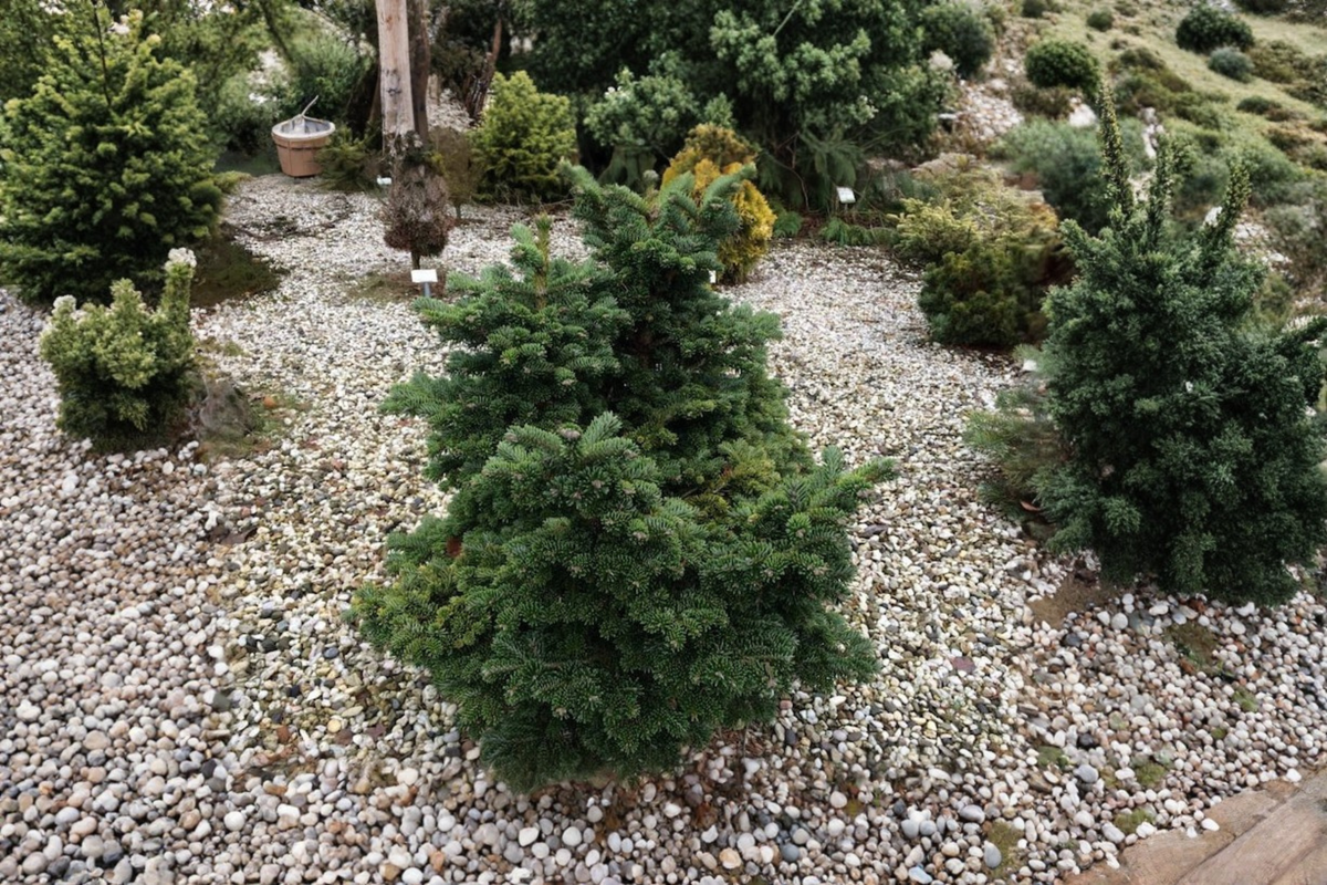 Dwarf Macedonian Fir ‘JK Greece’ – Abies borisii-regis 8" Live Plant in 1 Gallon Pot