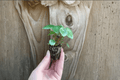 Peperomia polybotrya Raindrop Starter Plants (2) Bare Root