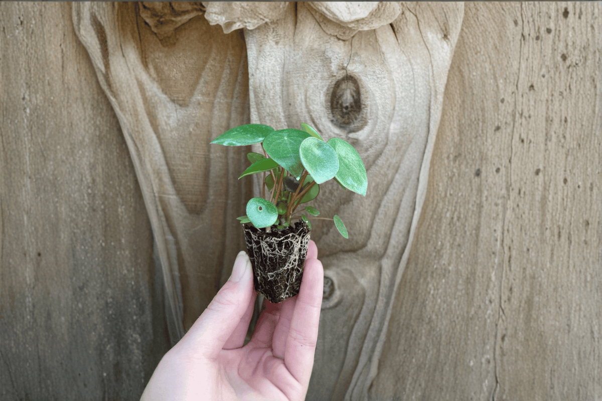 Peperomia polybotrya Raindrop Starter Plants (2) Bare Root