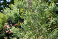 Wansdyke Silver Arborvitae (Thuja occidentalis ‘Wansdyke Silver’) 1 Gallon Live Plant