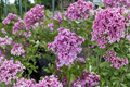 Red Pixie Lilac - Syringa × ‘Red Pixie’ Live Plant 1 Gallon Pot