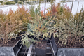 Globosa Nova Arborvitae (Thuja occidentalis ‘Globosa Nova’) - Dwarf Evergreen Shrub, Quart Pot