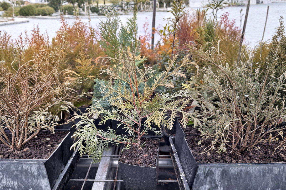 Globosa Nova Arborvitae (Thuja occidentalis ‘Globosa Nova’) - Dwarf Evergreen Shrub, Quart Pot