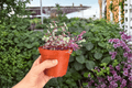 Tradescantia Pink Panther Live Plants — 2 Exact Plants in 4-Inch Pots