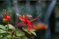 Scarlet Flame Passion Flower Vine Starter Plant - Passiflora Hybrid