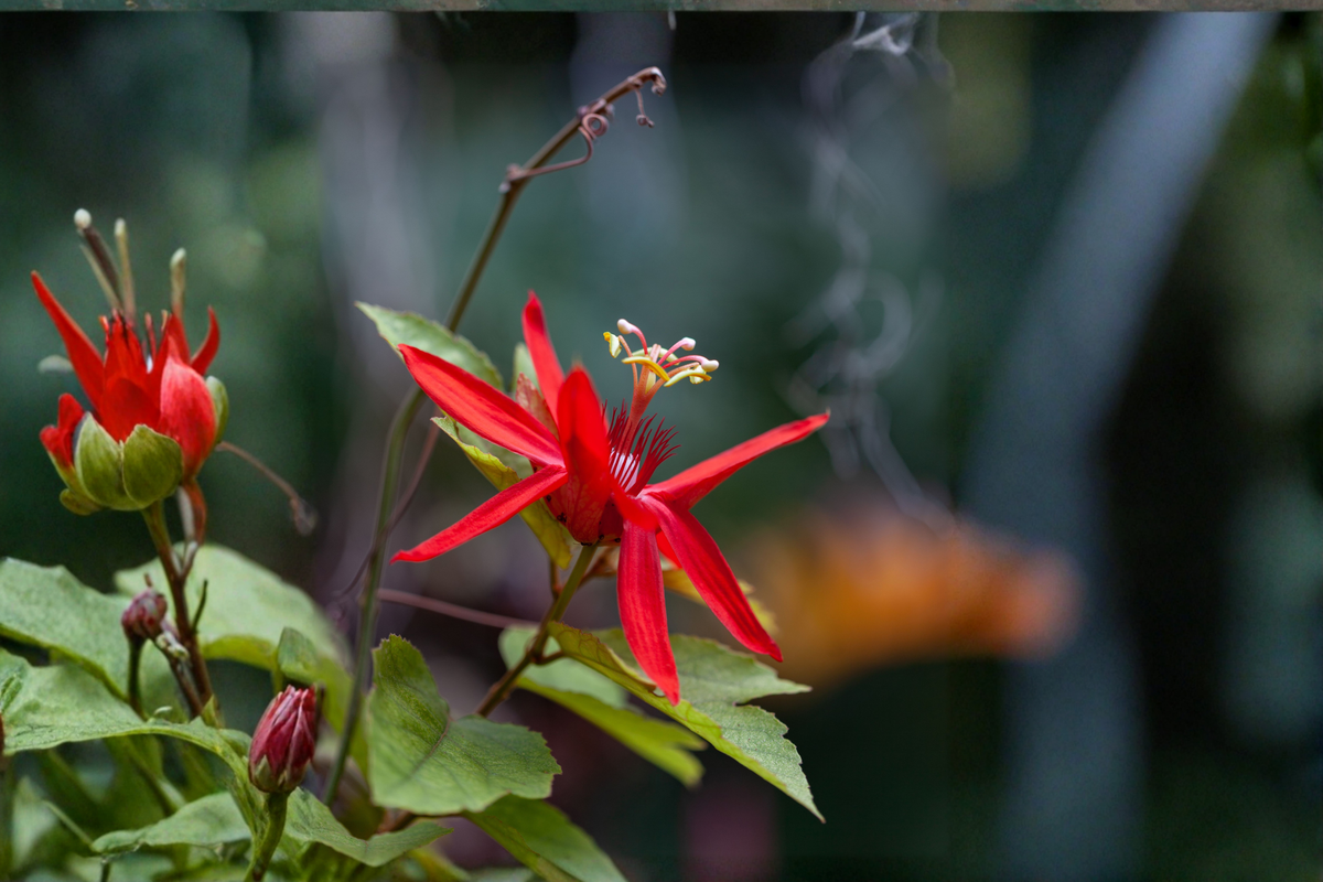 Scarlet Flame Passion Flower Vine Starter Plant - Passiflora Hybrid