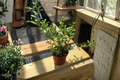 Goldfish Plant Nematanthus gregarius - 4 Inch Rooted Cutting, Trailing Houseplant