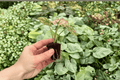 Caladium Scarlet Mary Starter Plants - 2 Exact Live Plants