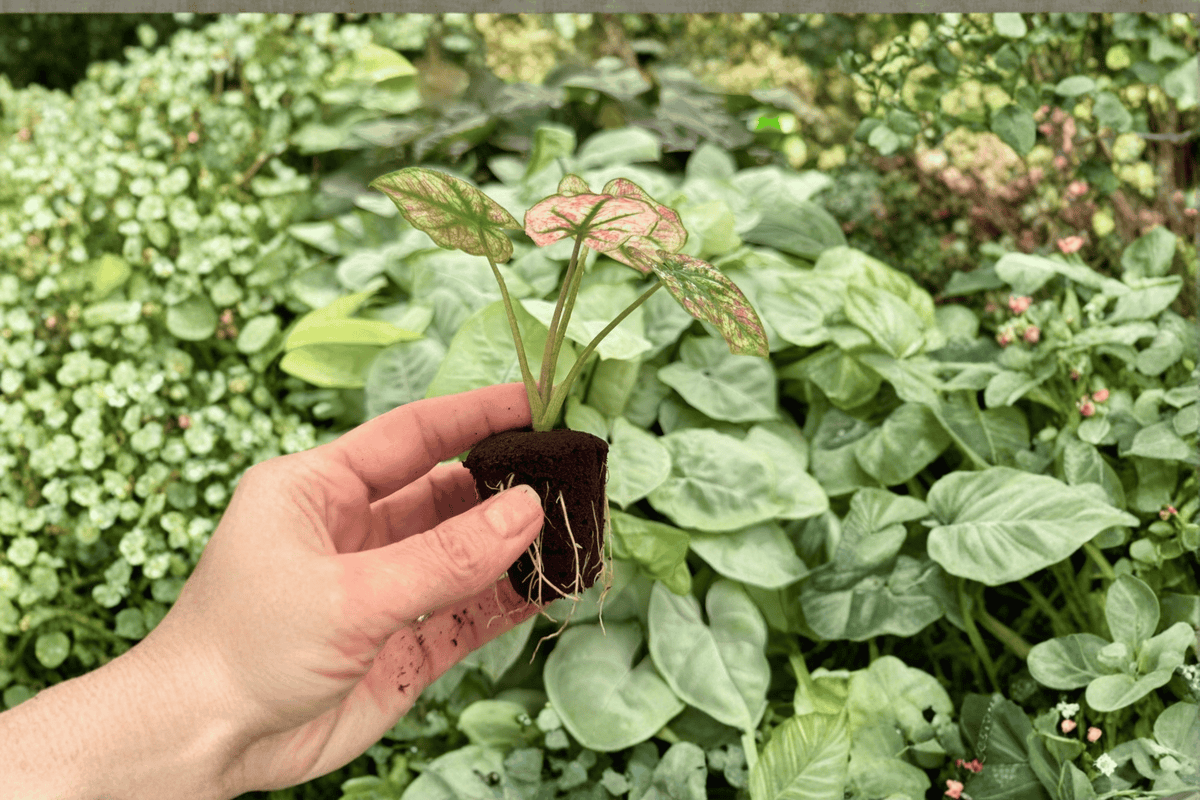 Caladium Scarlet Mary Starter Plants - 2 Exact Live Plants