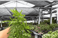 Moonlight Fern Live Plants - 2 Potted Moonlight Ferns in 4-Inch Pots