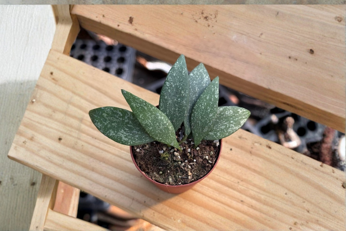 Hoya Parviflora Splash - Starter Plant | 2-Inch Pot, Variegated Tropical Hoya