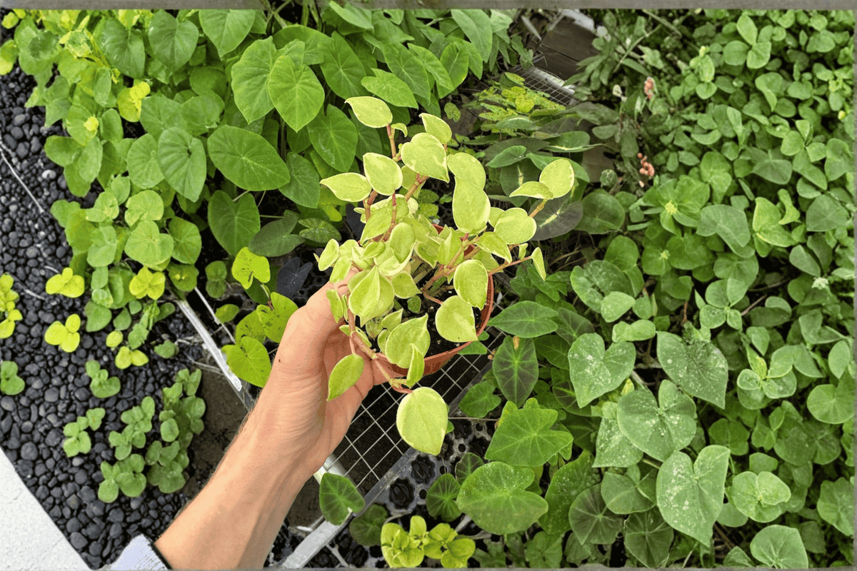 Variegated Cupid Peperomia - 2 Live Plants in 4-Inch Pots