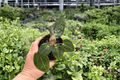 Anthurium Papi x Xone Live Plants – 4-Inch Pots (2-Pack) Exact Plants