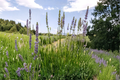 Grosso Lavender Live Plant in 4-Inch Pot | Lavandula x intermedia