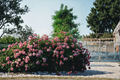 Seven Sisters Pink Climbing Rose - Rosa 'Seven Sisters' Starter Plant