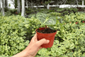 Anthurium Dorayaki × Carla 2-Pack Live Plants in 4-Inch Pots