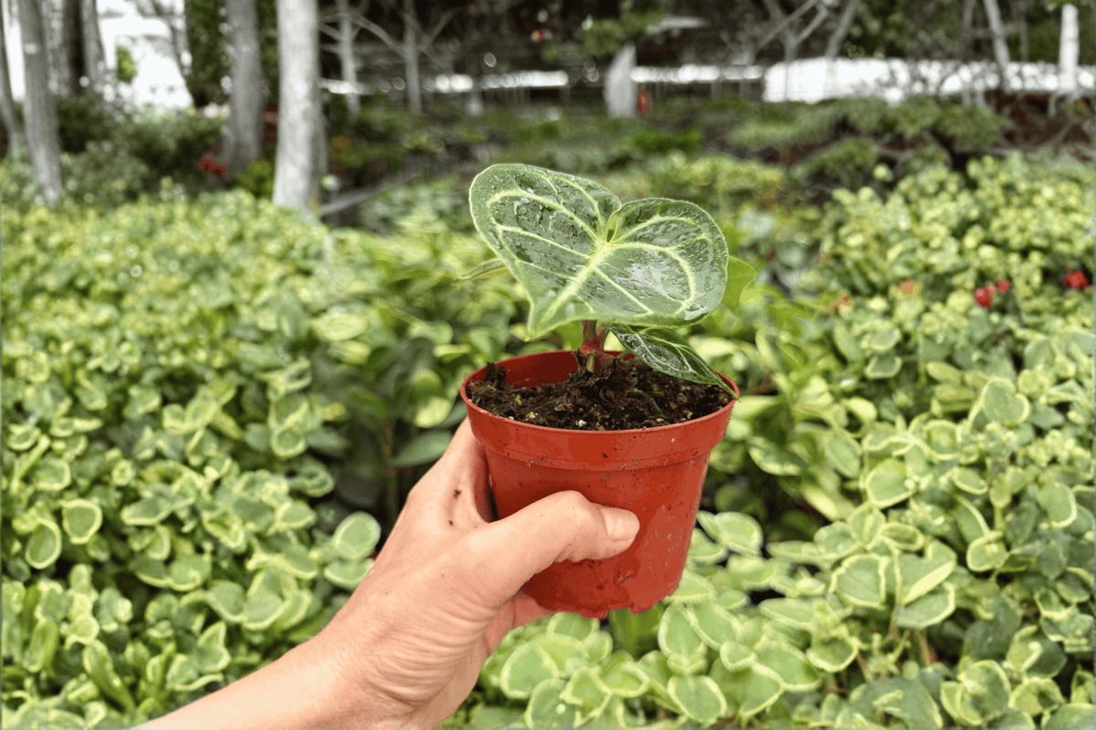 Anthurium Dorayaki × Carla 2-Pack Live Plants in 4-Inch Pots