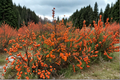 Winterberry Winter Gold Ilex verticillata Live Plant - 4" Pot, Orange Berries
